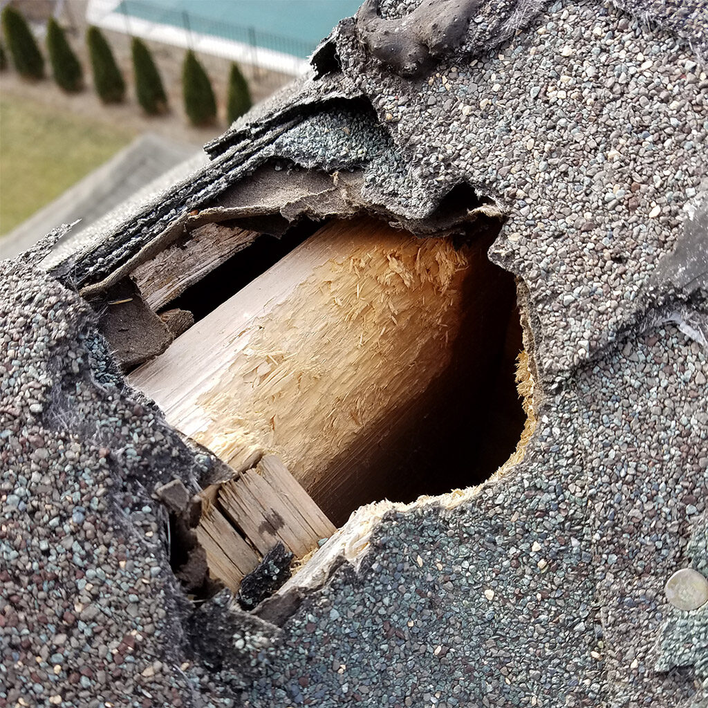 wildlife-proofing-exclusion-1024x1024